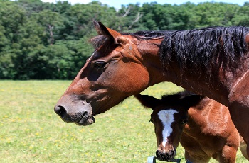 Mare & Foal